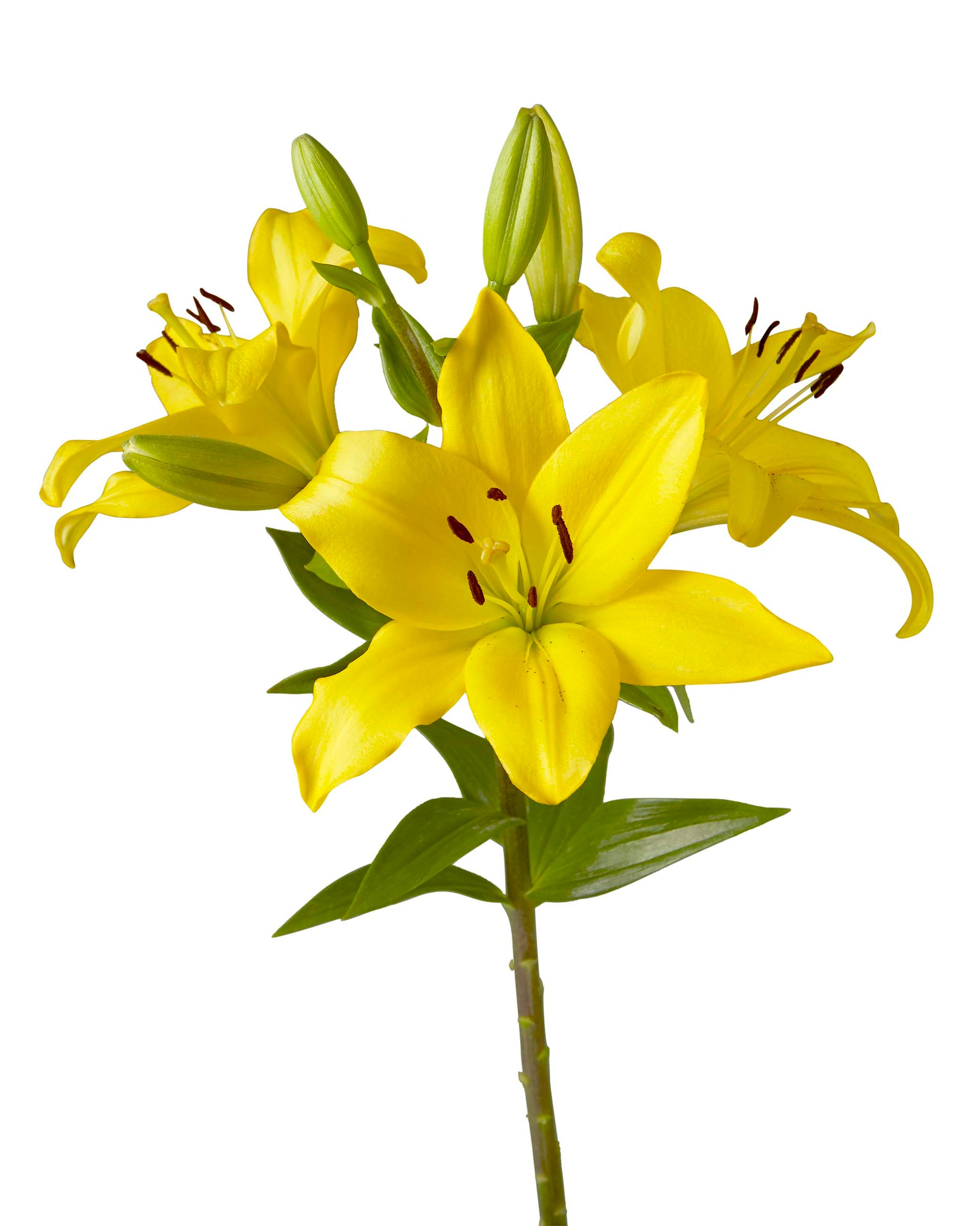 Pavia Lily 3-5 Bloom