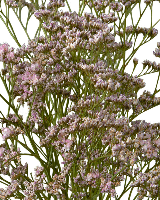 Limonium Oshi Pink