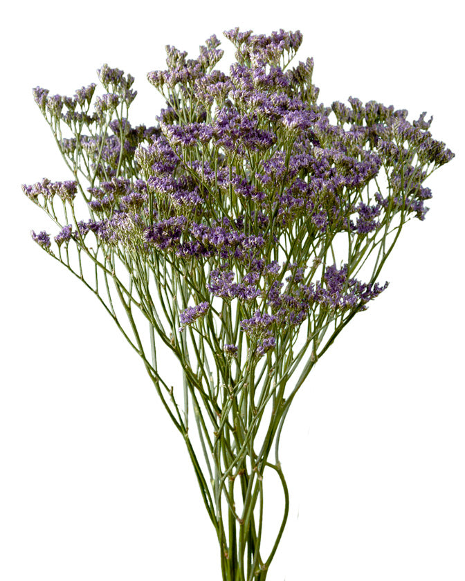 Limonium Skylight