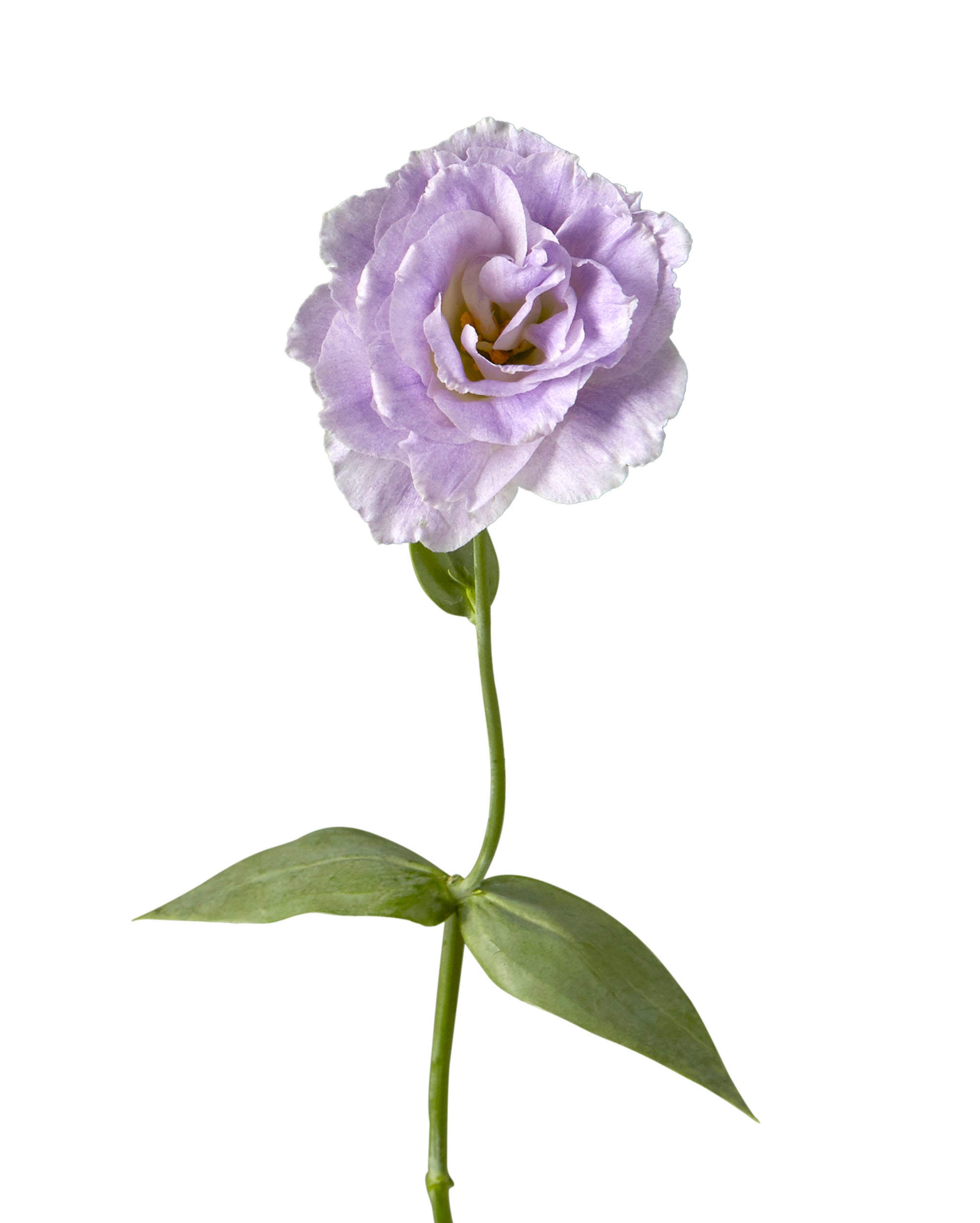 Misty Blue Lavender Lisianthus