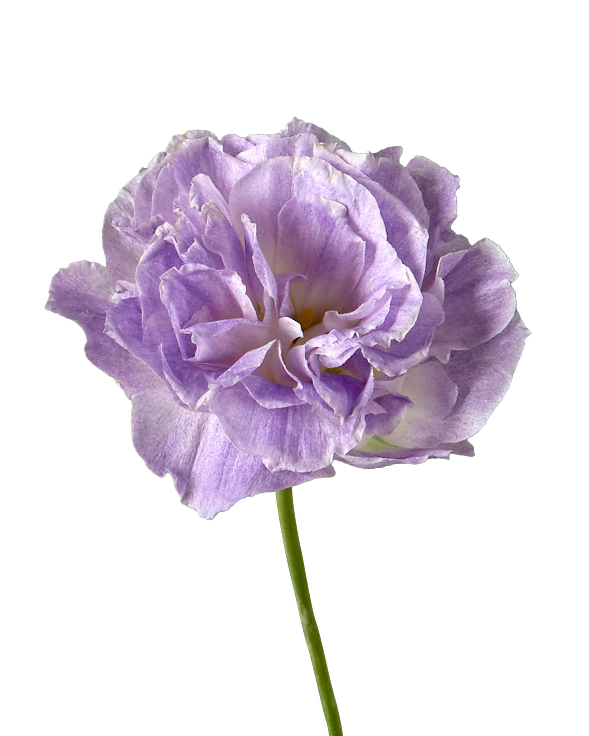 Misty Blue Lavender Lisianthus