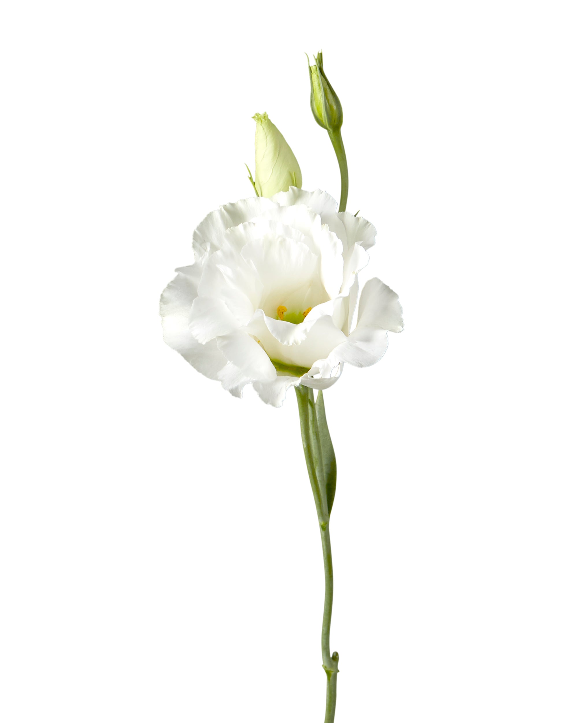 White Lisianthus