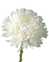 White Football Chrysanthemum