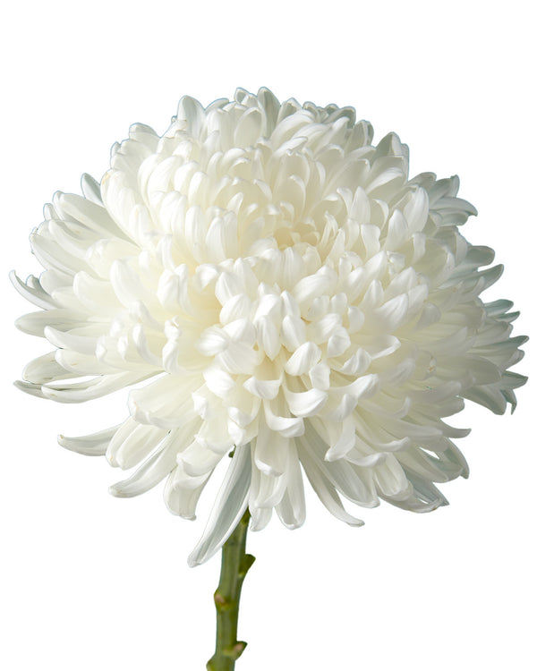 White Football Chrysanthemum - Petaljet