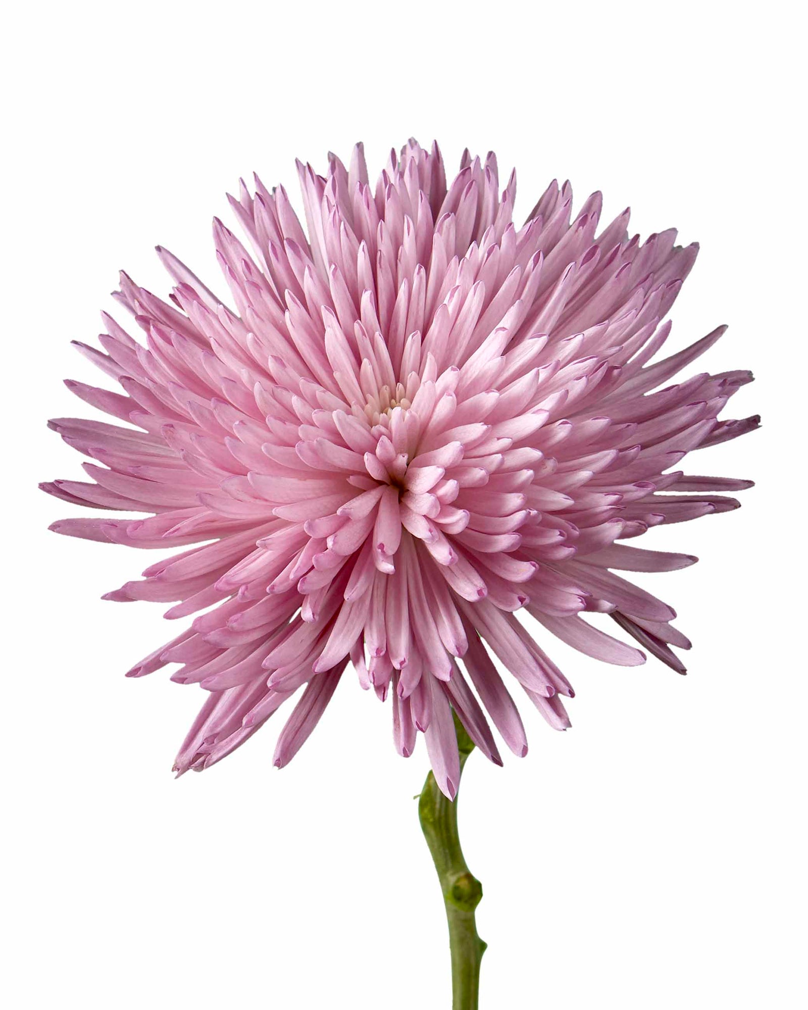 Lilac Spider Chrysanthemum