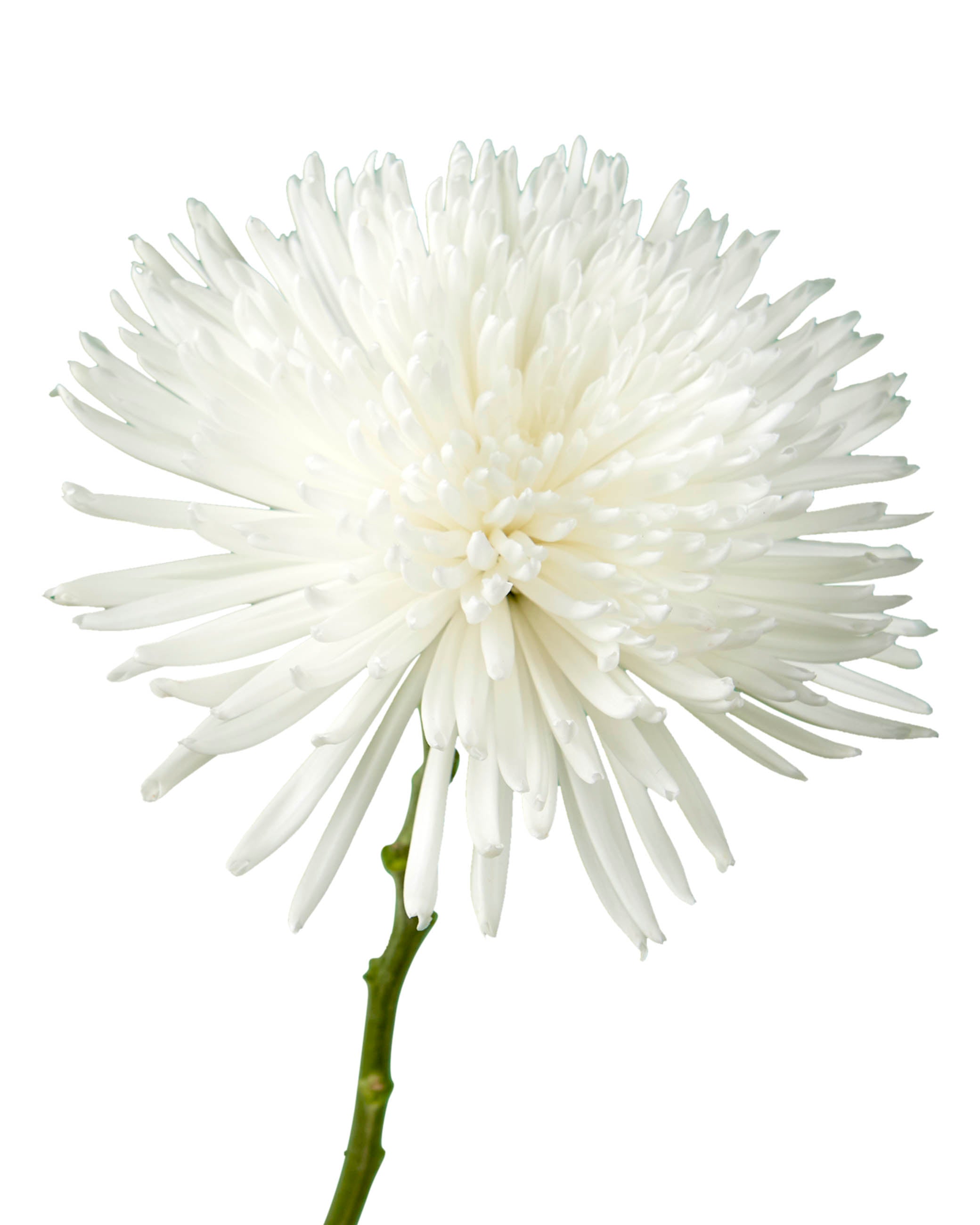 あんこと白玉MESDEMOISELLESメドモアゼルSPRADIANTE White Spider Chrysanthemum - Petaljet