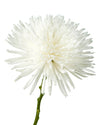 White Spider Chrysanthemum