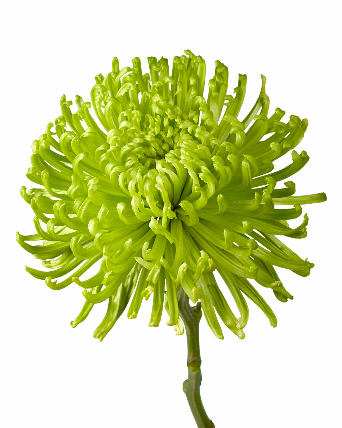 spider chrysanthemum plants for sale Green Spider Chrysanthemum