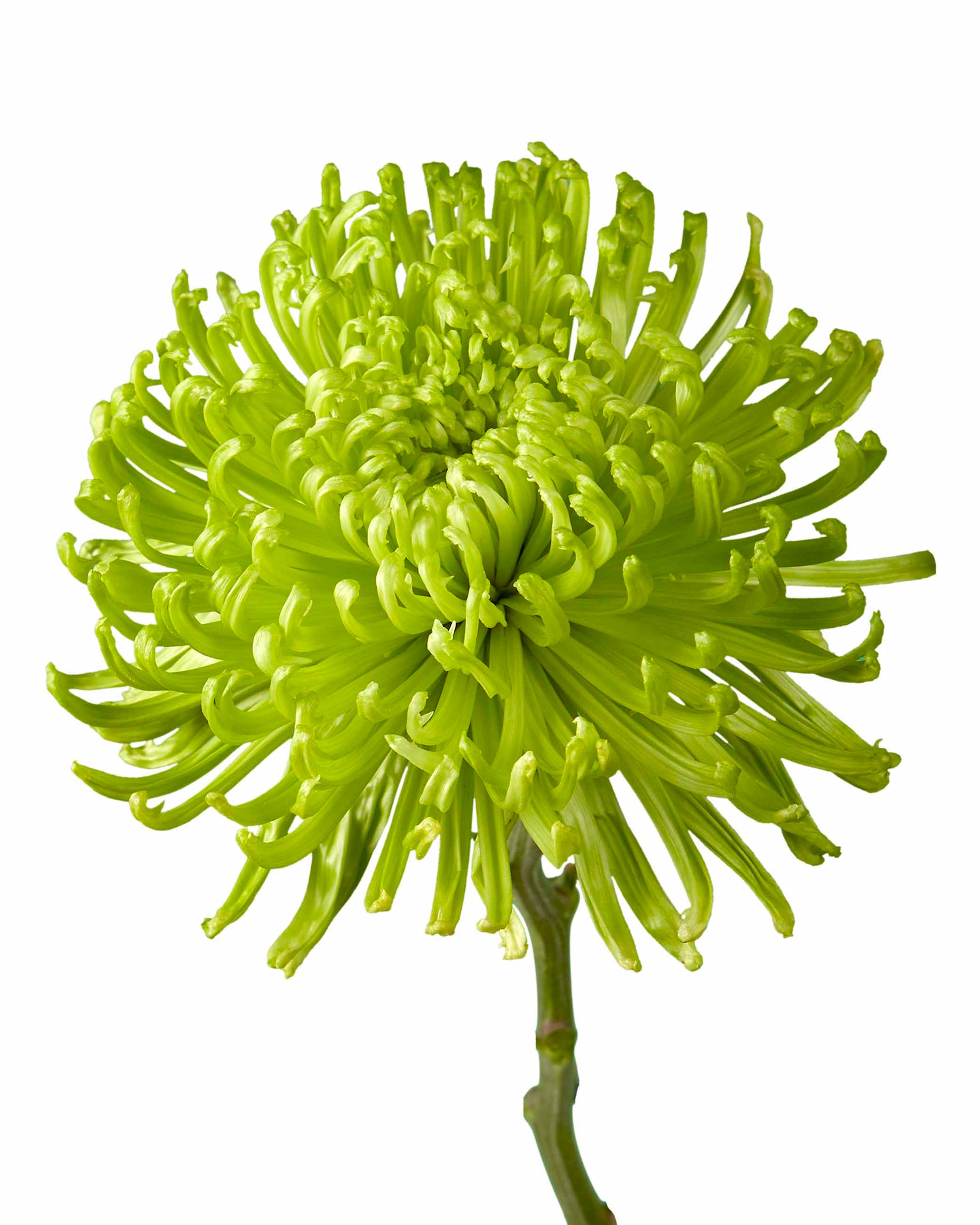 Green Spider Chrysanthemum