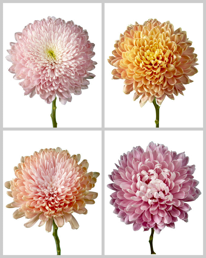 Chrysanthemum Assorted Box #646