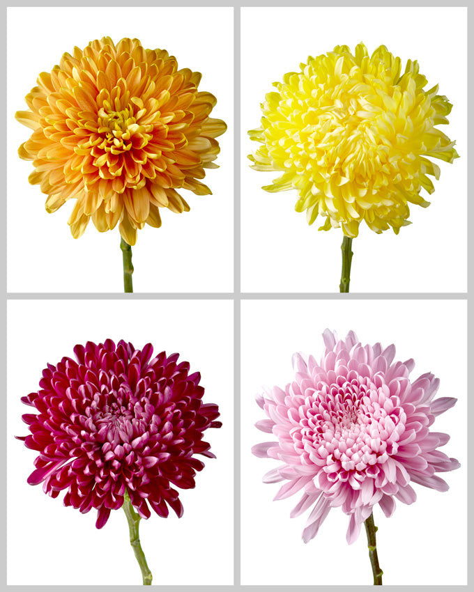Chrysanthemum Assorted Box #641