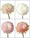 Chrysanthemum Assorted Box #642