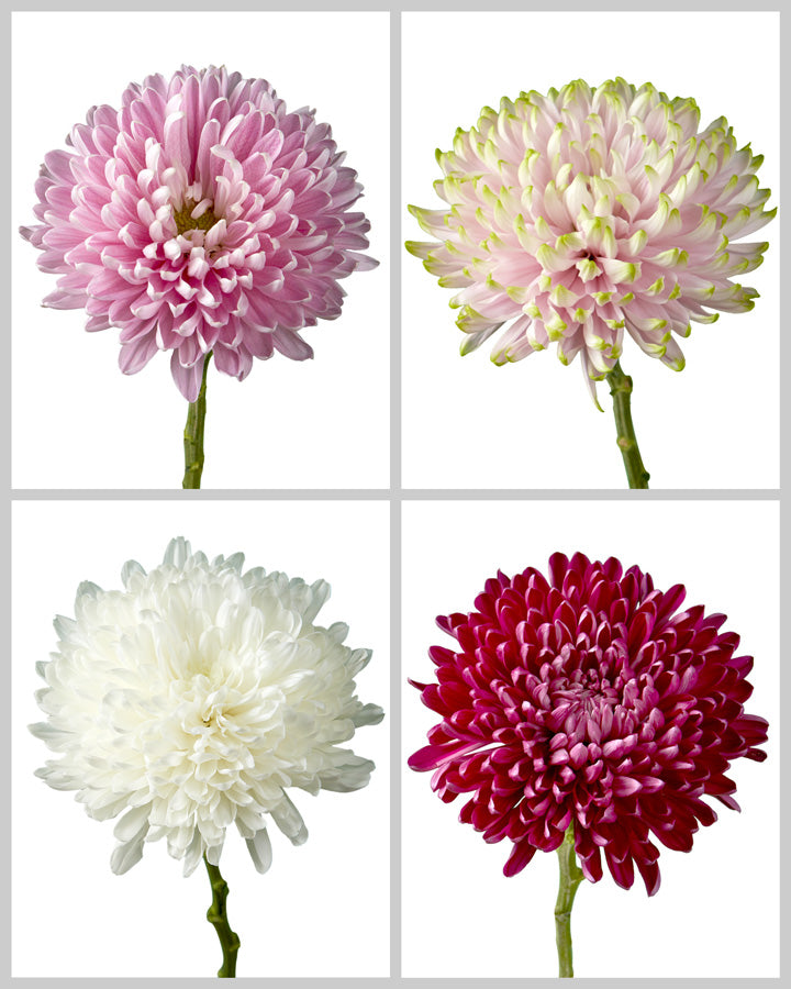Chrysanthemum Assorted Box #644