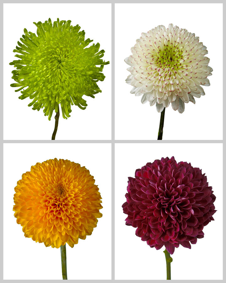 Chrysanthemum Assorted Box #648