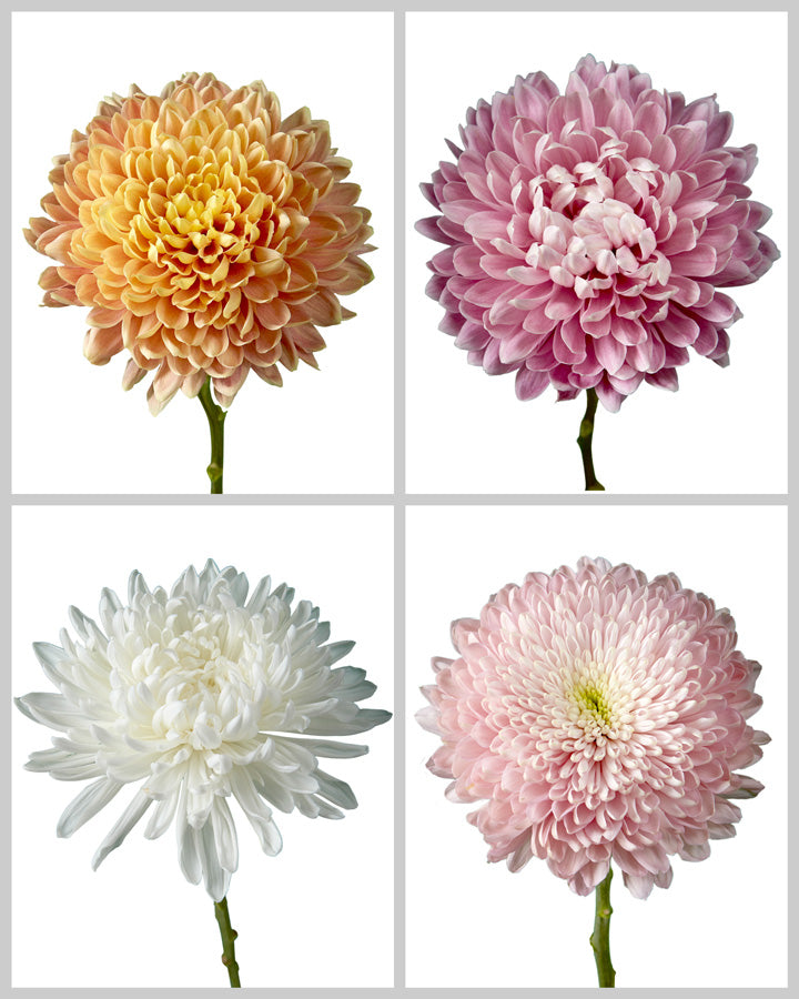 Chrysanthemum Assorted Box #650