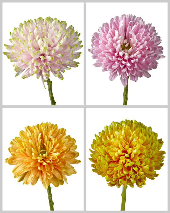 Chrysanthemum Assorted Box #652