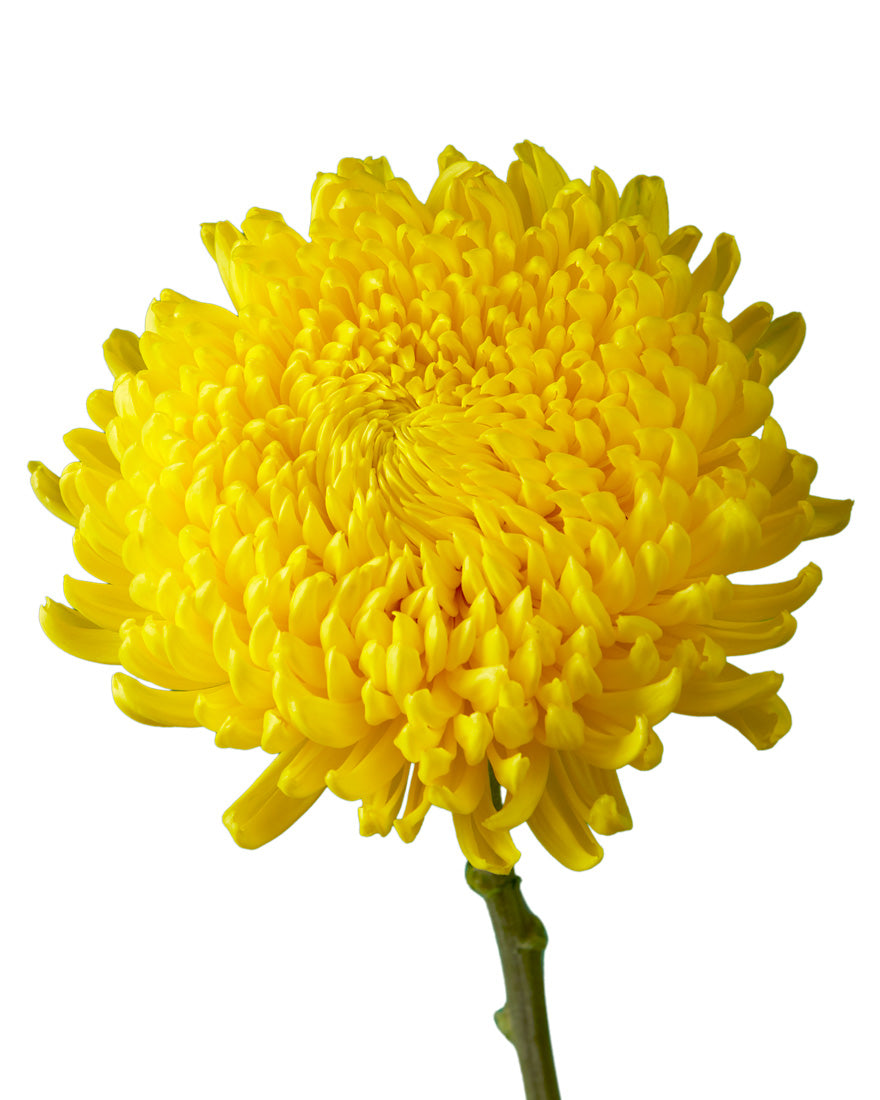 Astroid Cremon Chrysanthemum