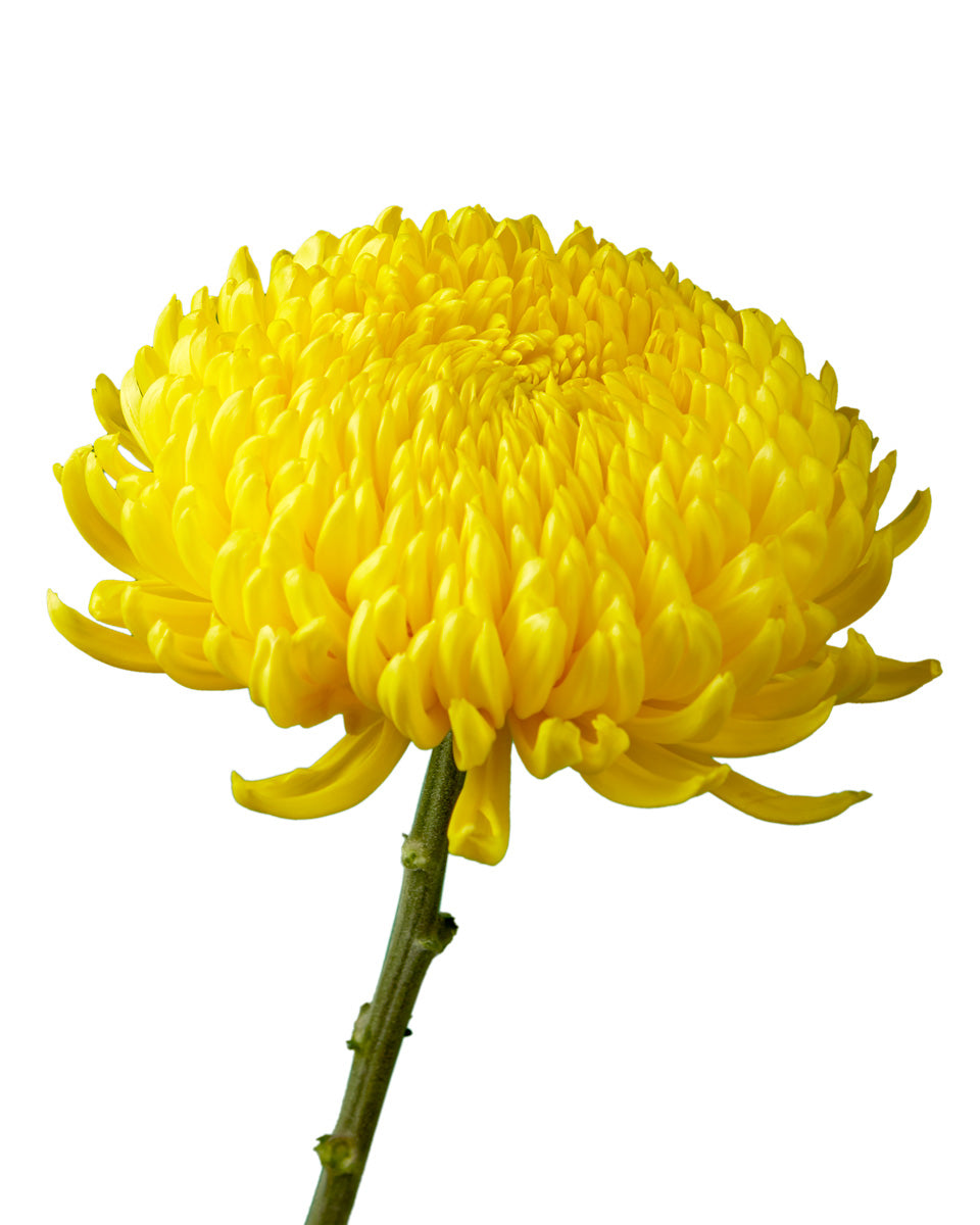 Astroid Cremon Chrysanthemum