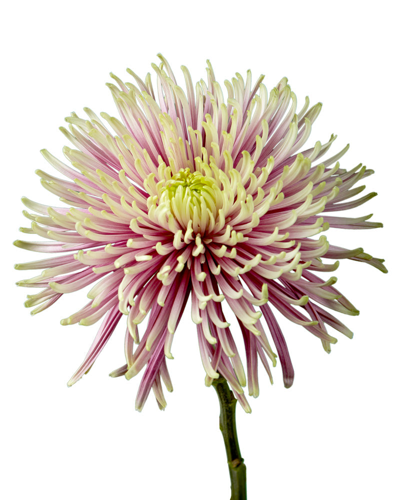 Baltazar Spider Chrysanthemum