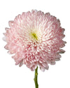 Empress Cremon Chrysanthemum