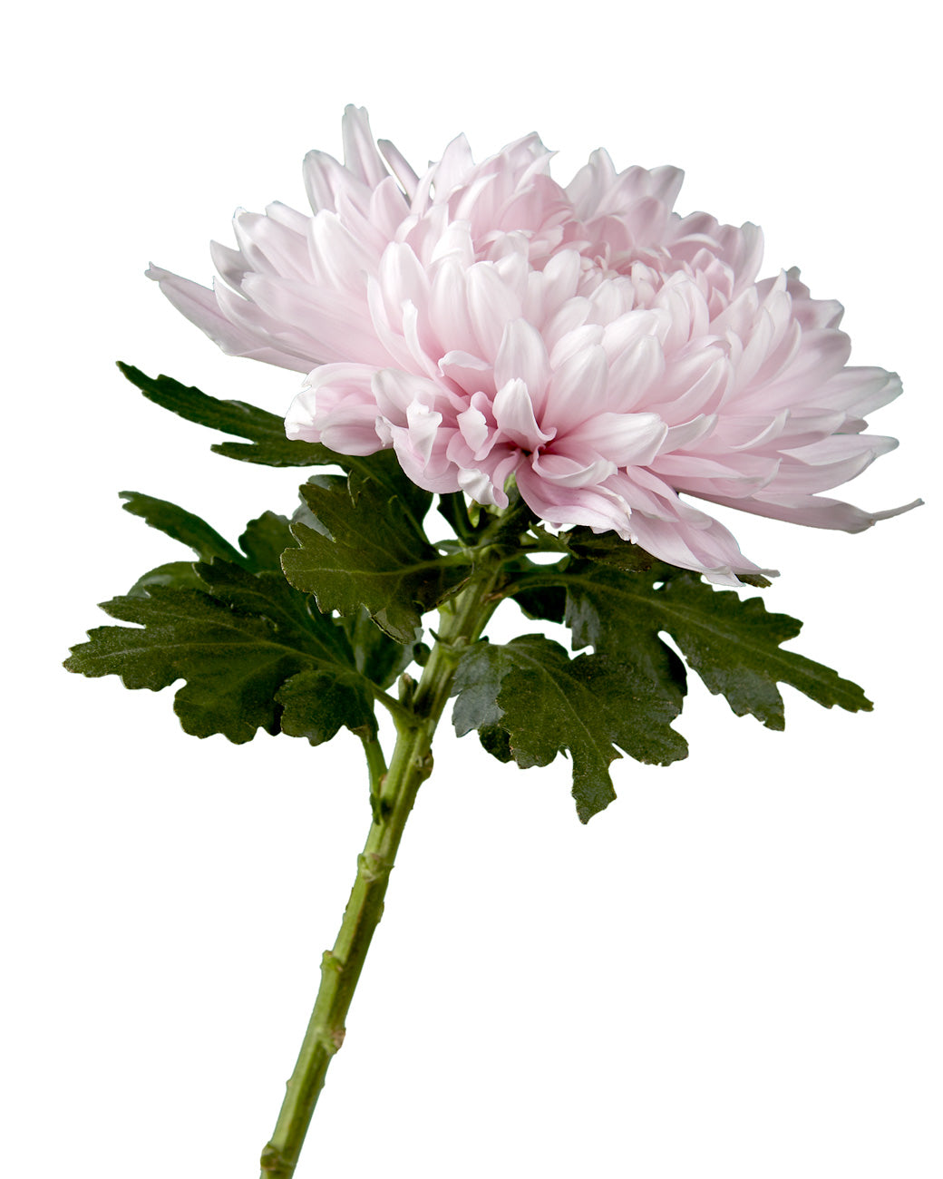 Lavender Football Chrysanthemum