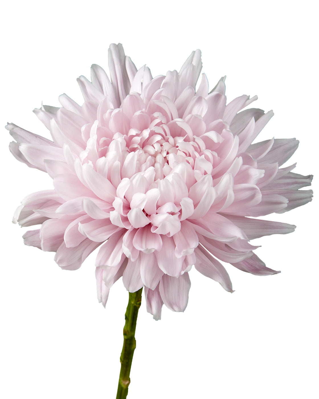 Lavender Football Chrysanthemum