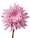 Lotus Cremon Chrysanthemum