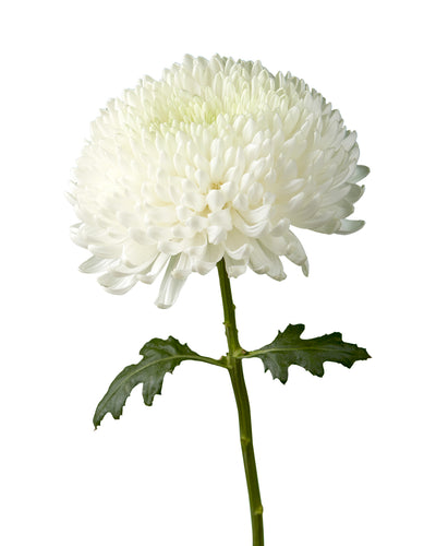 Super Magnum White Chrysanthemum