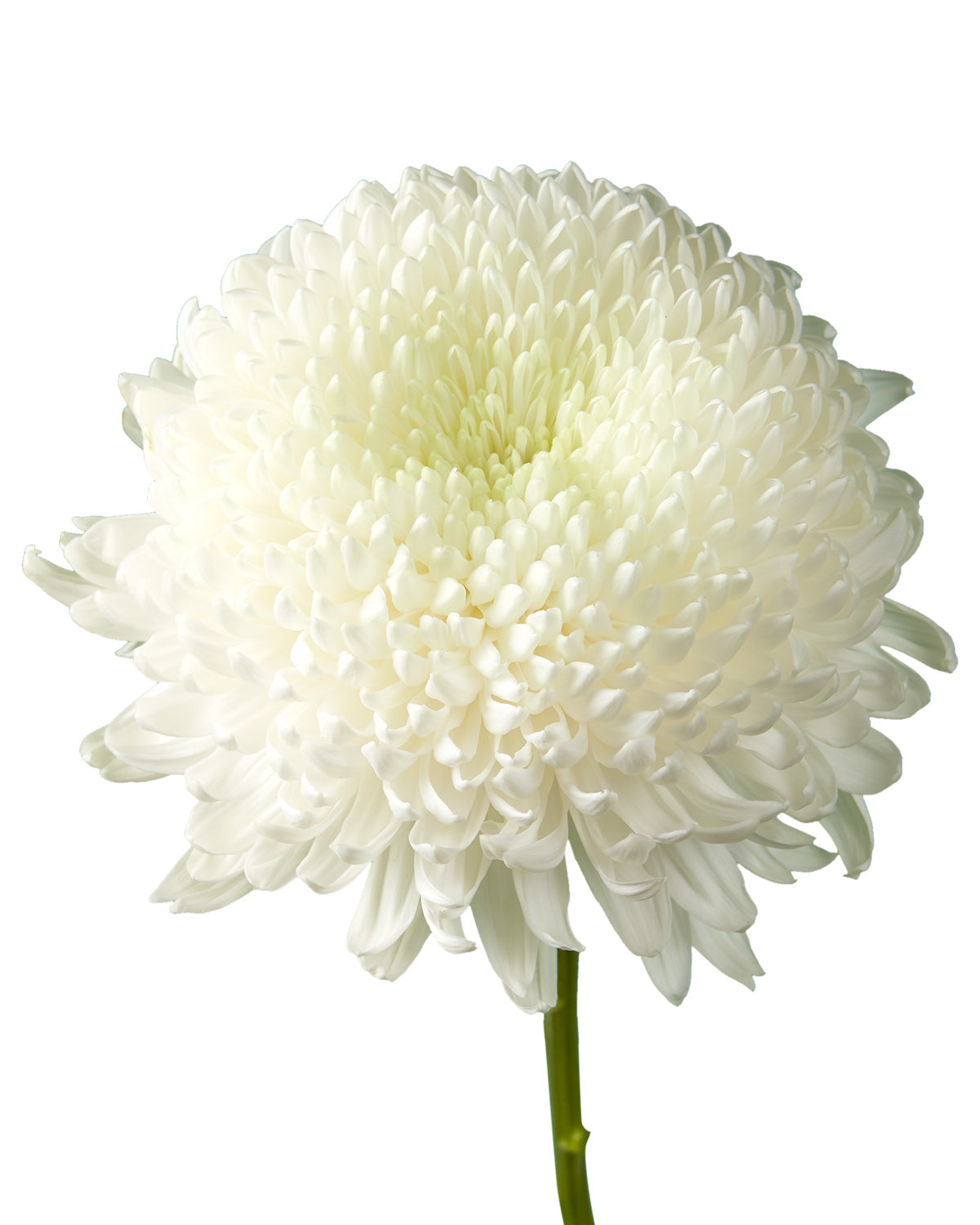 Super Magnum White Chrysanthemum Mother's Day