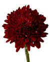 Red Velvet Cremon Chrysanthemum