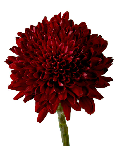 Red Velvet Cremon Chrysanthemum Petaljet