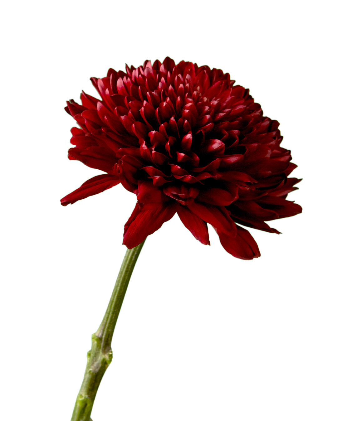 Red Velvet Cremon Chrysanthemum - Petaljet