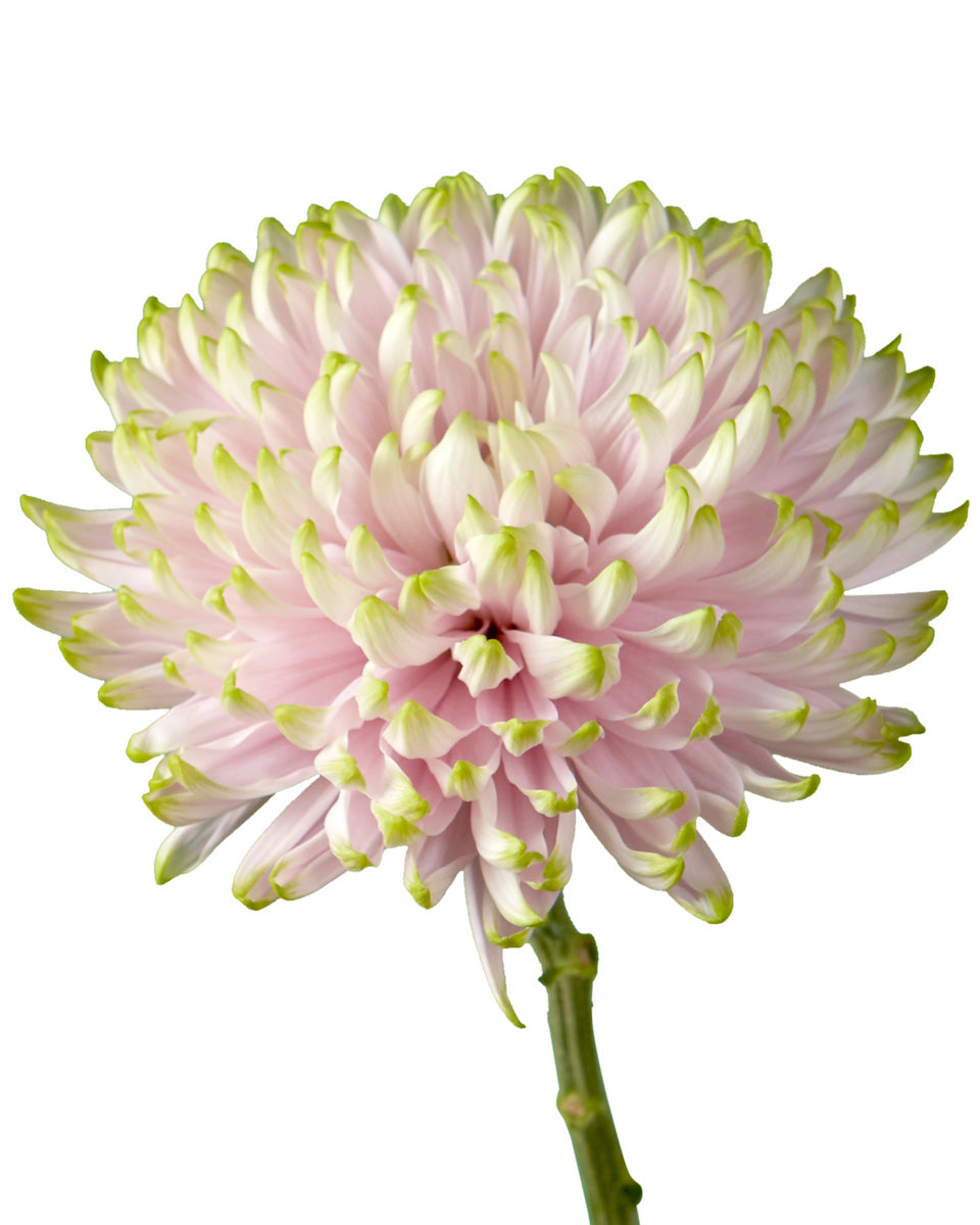Rosano Charlotte Cremon Chrysanthemum