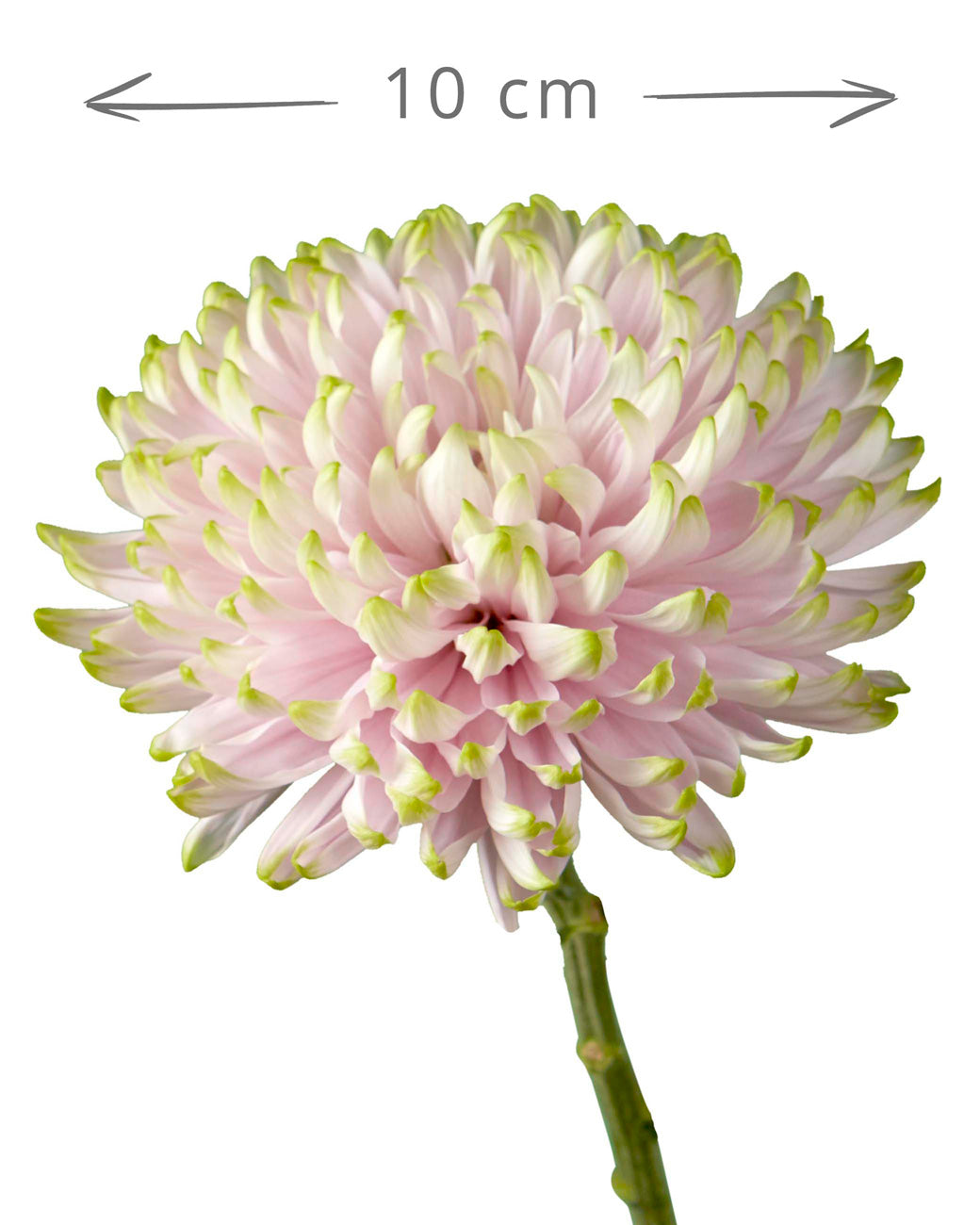 Rosano Charlotte Cremon Chrysanthemum