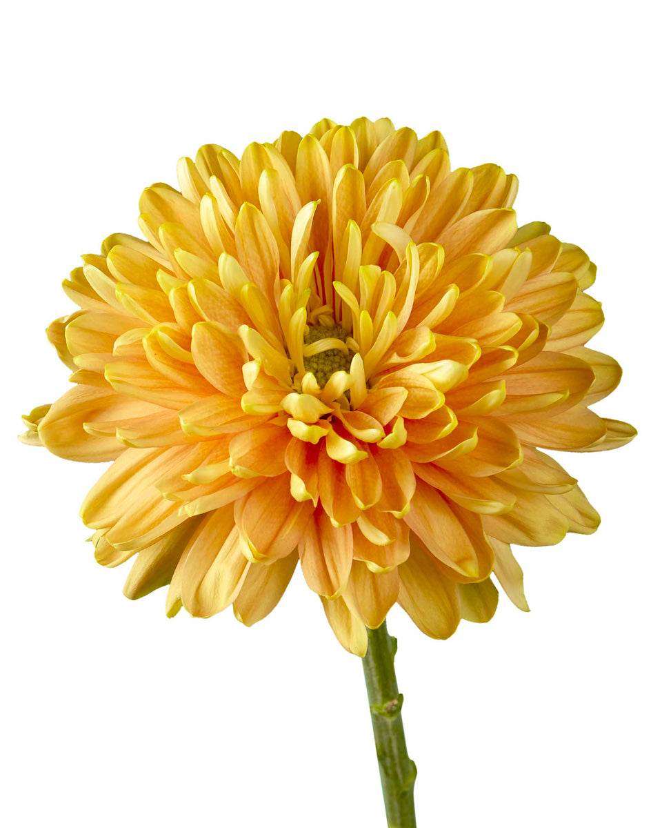 Rosano Orange Cremon Chrysanthemum - Petaljet