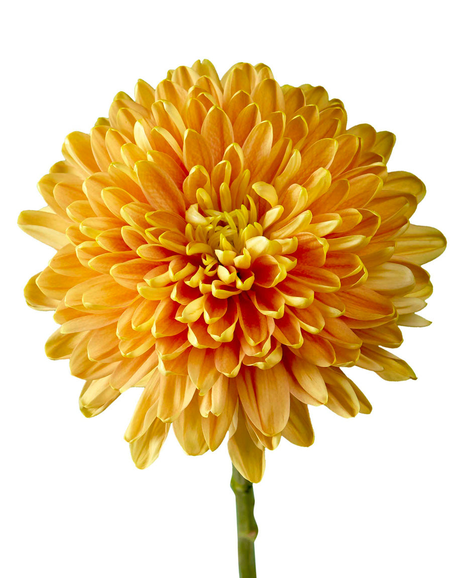 Rosano Orange Cremon Chrysanthemum