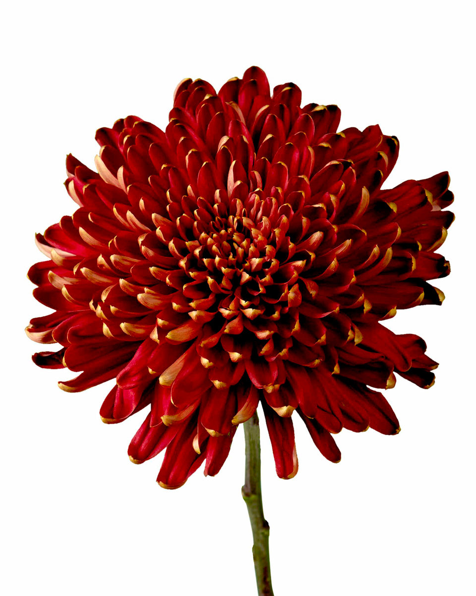 Rosetta Cremon Chrysanthemum