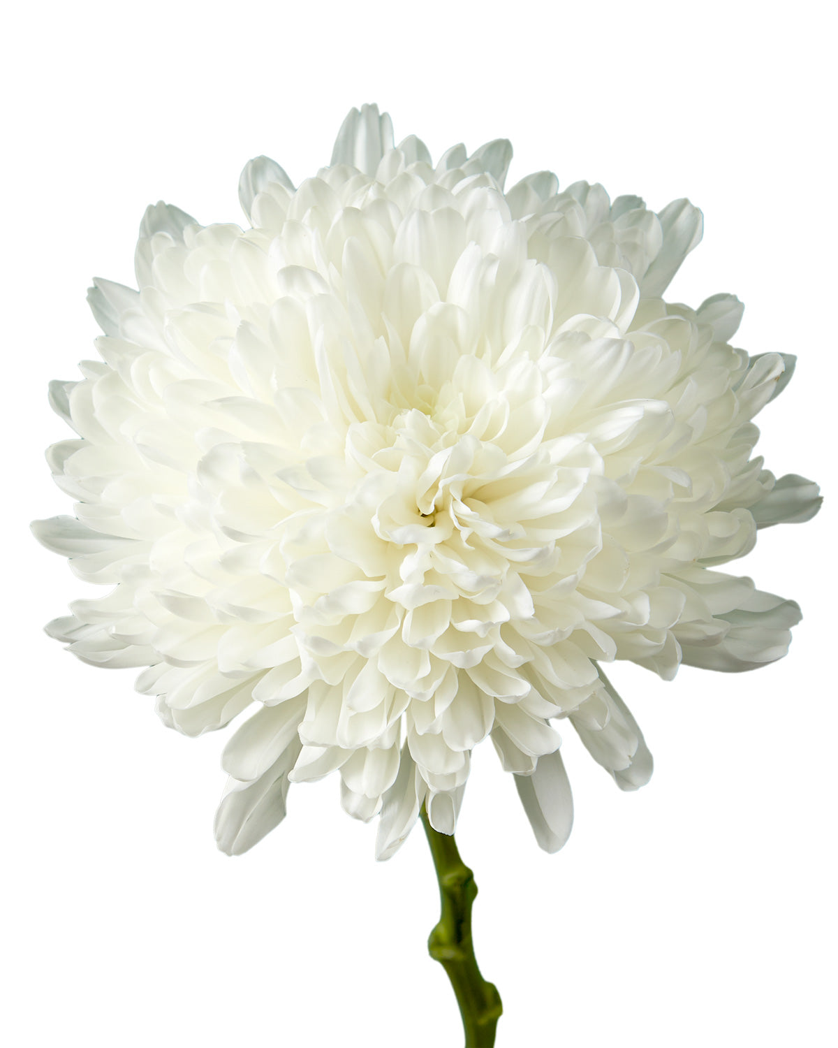 Zembla White Cremon Chrysanthemum