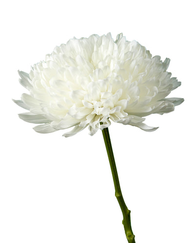 Zembla White Cremon Chrysanthemum
