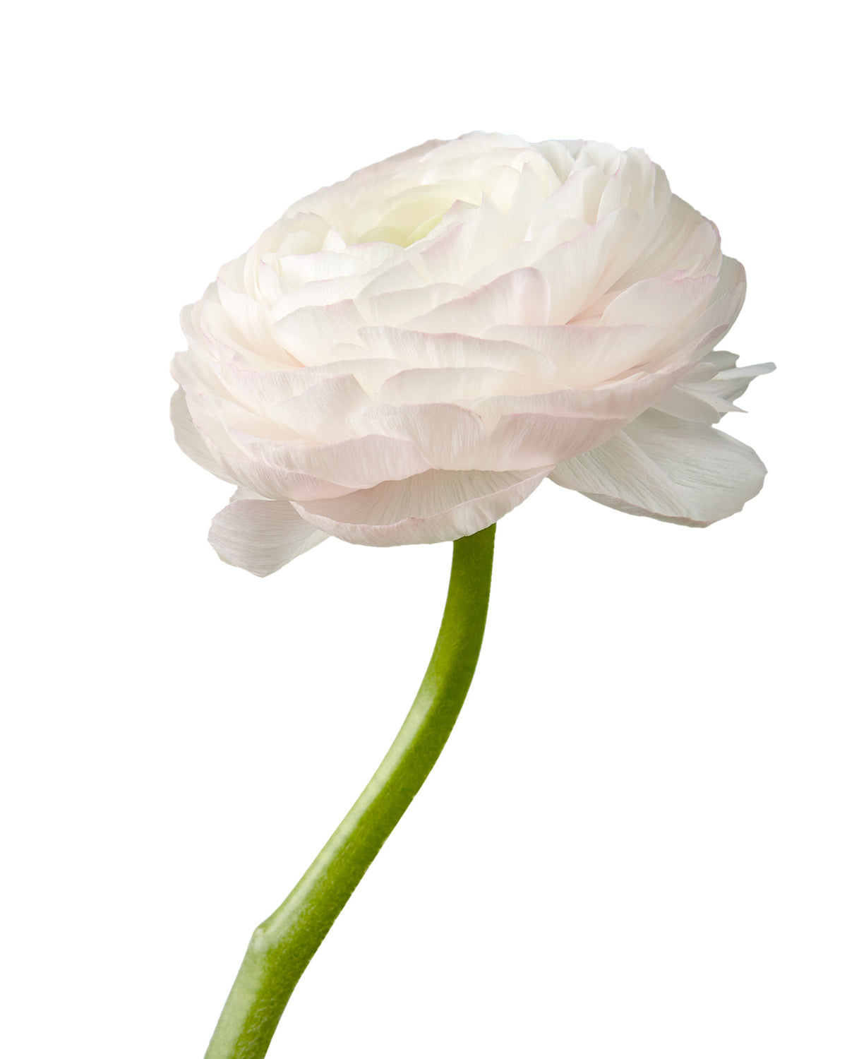 Lady Pink Success Cloni (Clooney) Ranunculus - Petaljet