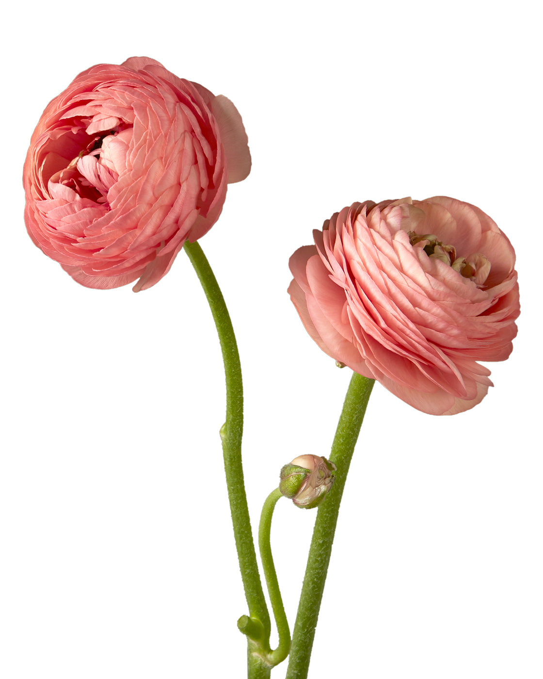 Coral Elegance Ranunculus