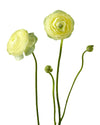 Cream Yellow Elegance Ranunculus