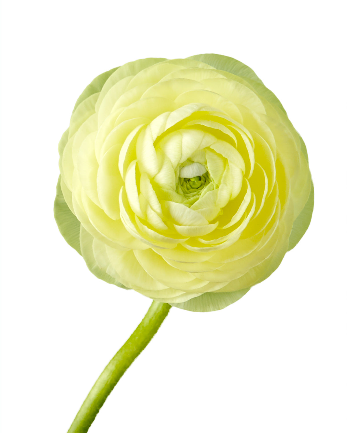 Cream Yellow Elegance Ranunculus