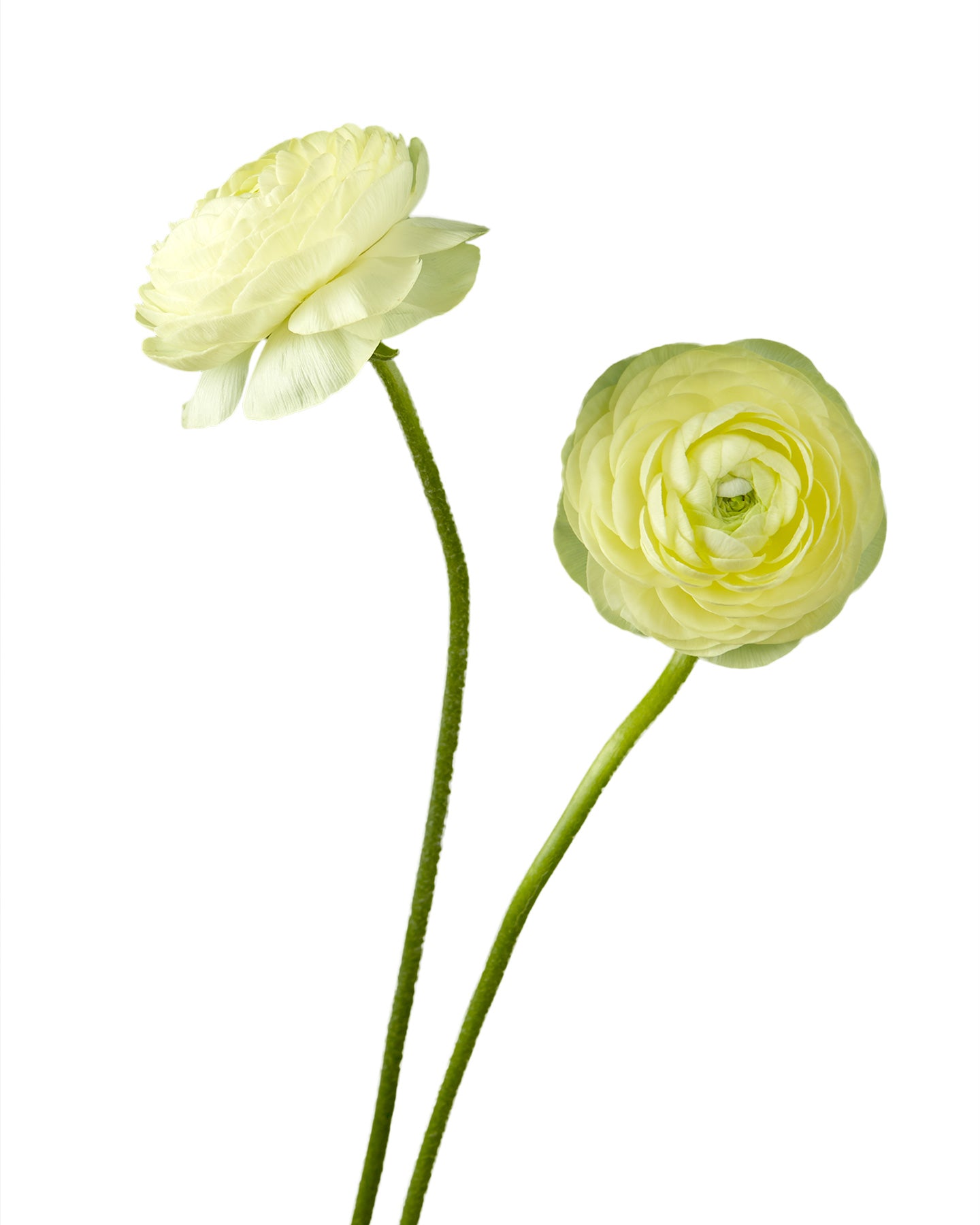 Cream Yellow Elegance Ranunculus