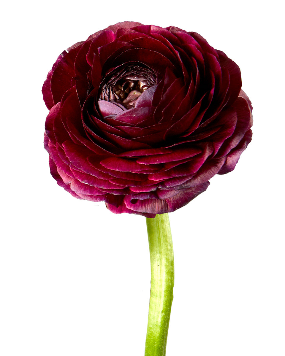 Burgundy Elegance Ranunculus