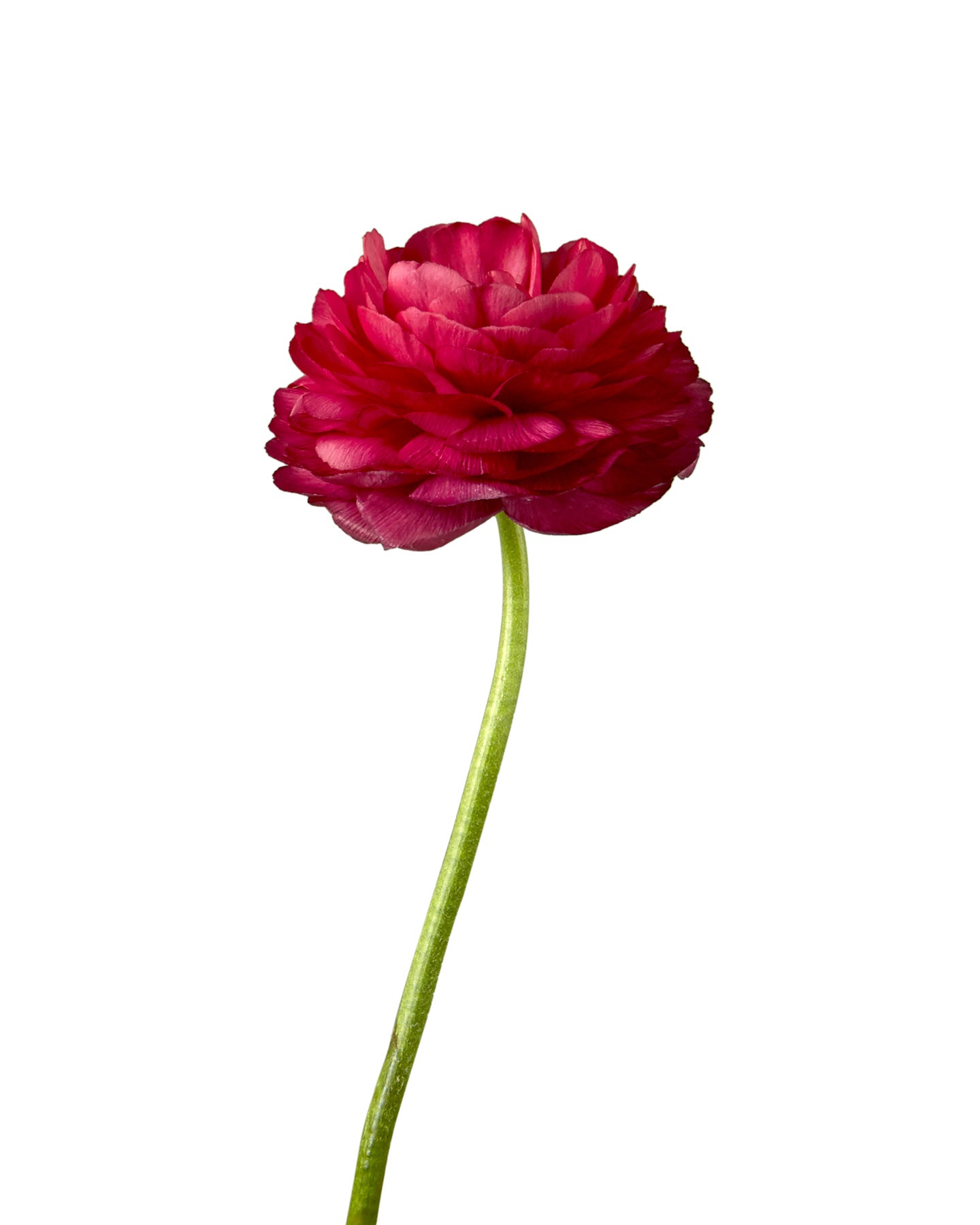 Hot Pink Elegance Ranunculus