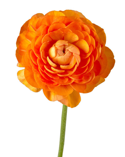 Orange Elegance Ranunculus