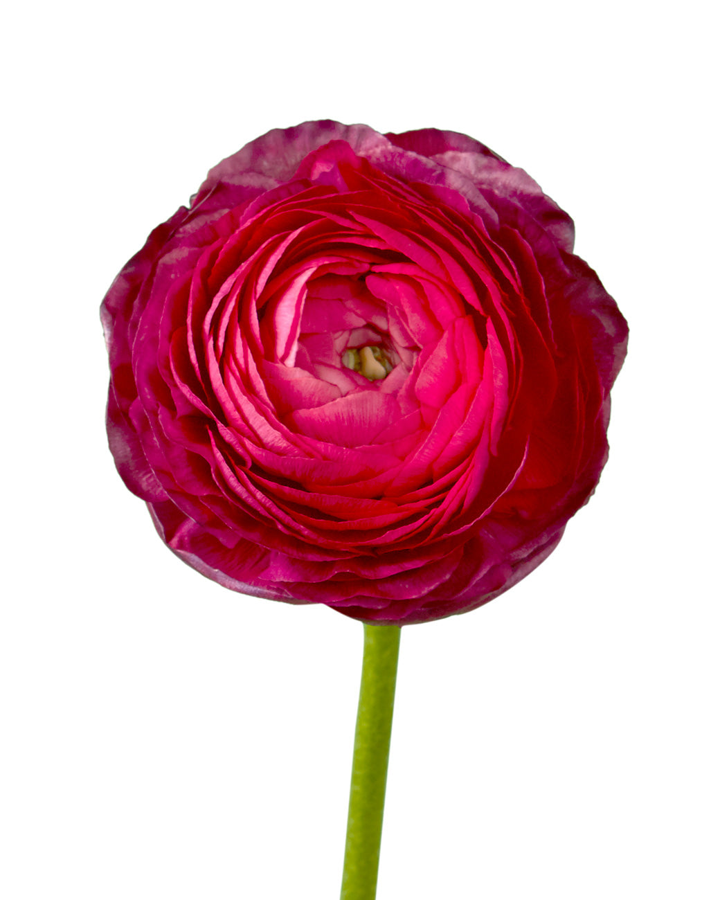 Hot Pink Elegance Ranunculus