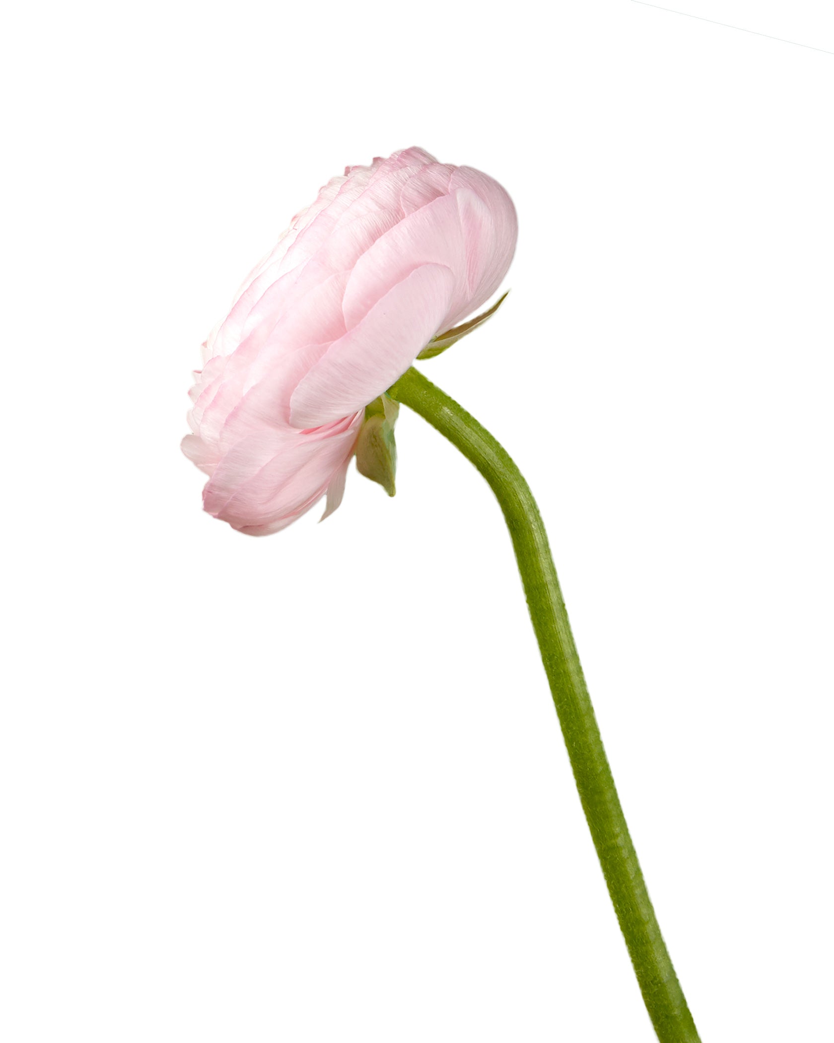 Light Pink Elegance Ranunculus