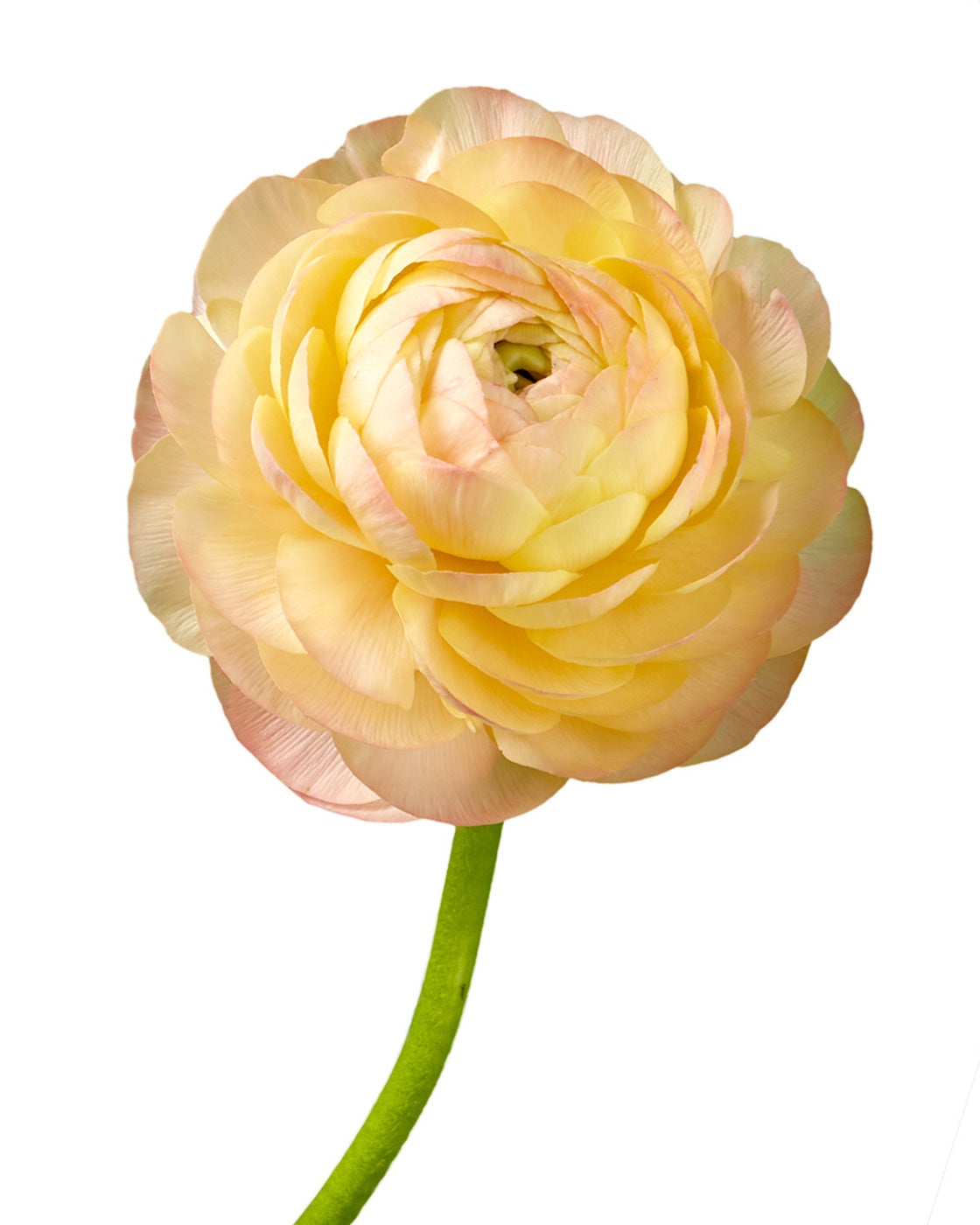 Peach Elegance Ranunculus